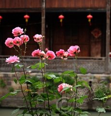 蝶恋花·漠漠水田飞白鹭
