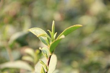 绩溪二咏 翠眉亭