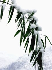 杂咏 烛