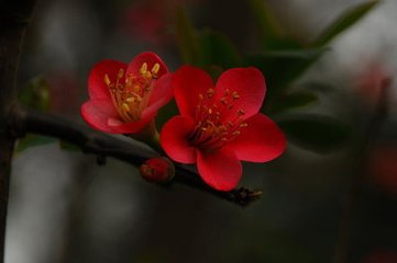 东湖看花呈宋原父