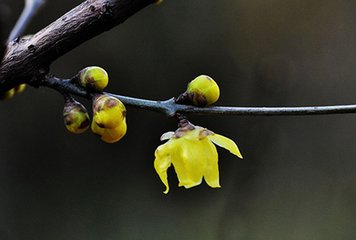 贺新郎·百尺连云起