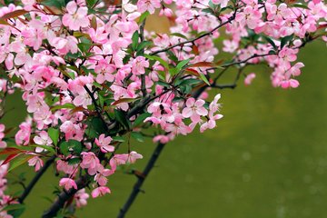 菩萨蛮（垂丝海棠零落）