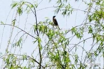柳梢青·槐夏风清