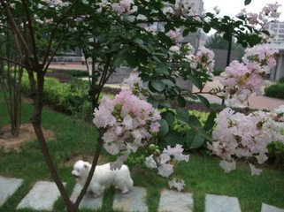 玲珑四犯·窗外啼莺