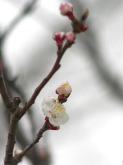山花子·杨柳凄迷晓雾中
