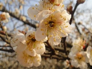 鹧鸪天（次曾守游梅园韵）