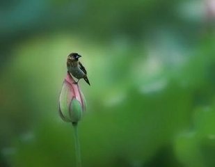 小凫