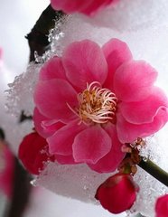 点绛唇·梅