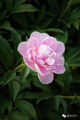觅芍药代简岂潜