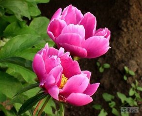 芍药·香清粉澹怨