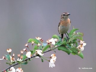 西江月·风送丹枫卷地