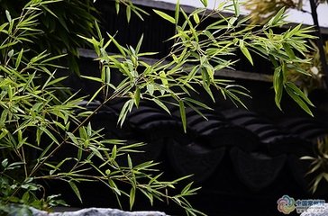 点绛唇·瓦枕藤床