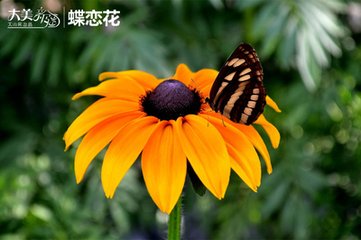 蝶恋花·小雨初晴回晚照