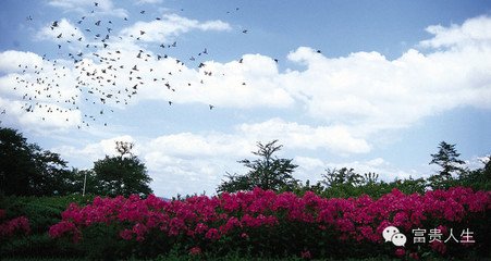 踏莎行·一片闲云