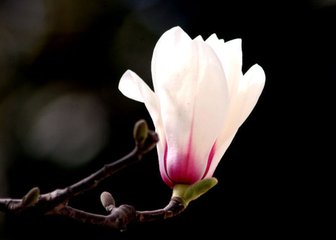 减字木兰花·荷公临止