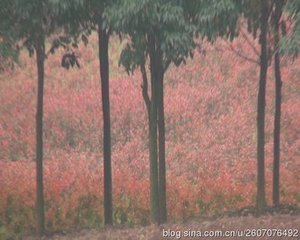晓歌