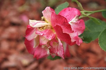 残花