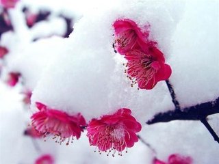 西江月·独坐闲观瑞雪
