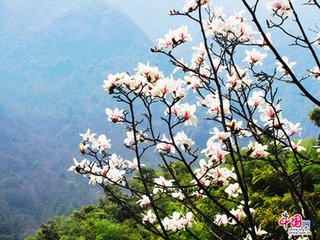 黄山高