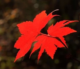 鹧鸪天·一径萧条落叶深