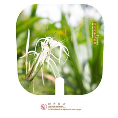 点绛唇·浮世如何