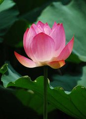 贺新郎·水浴芙蓉净