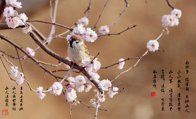 王元章倒枝梅画