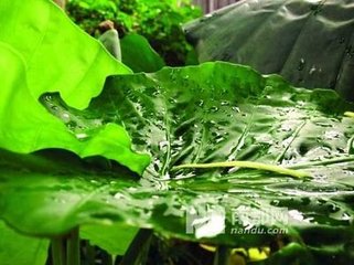 泛舟观雨