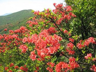 听杜鹃思亡弟