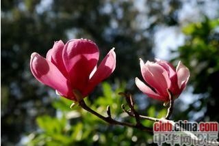 点绛唇（咏春十首）
