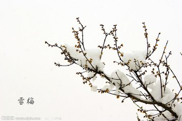 杨柳词四解