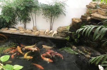 绿萝道中