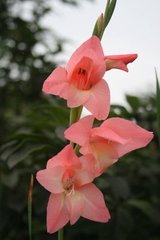 节节高