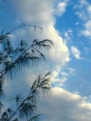 菩萨蛮·高楼只在斜阳里