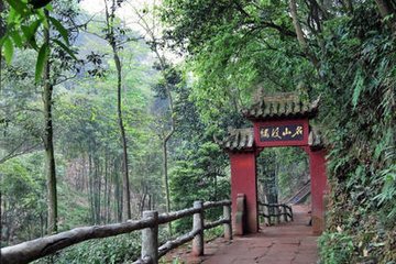 慈姥山石崖上竹鞭