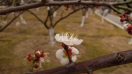 病中初见梅花驰送季申枢密并以二绝
