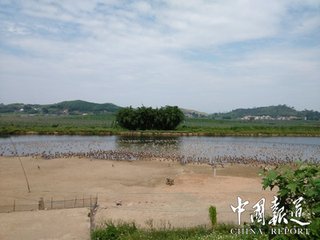 鹅儿