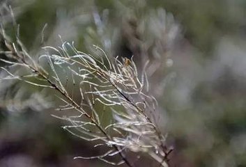 菩萨蛮·回廊远砌生秋草