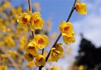 谢答严用韵送绿萼梅