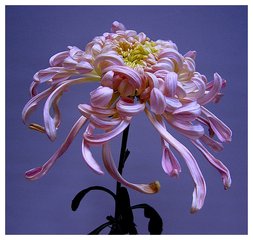 春侠杂词十二首