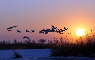咏鹤五首