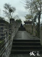 垂涧藤