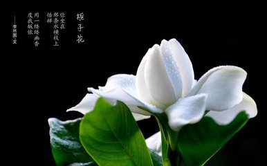 栀子