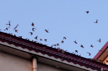 和应之檐雀