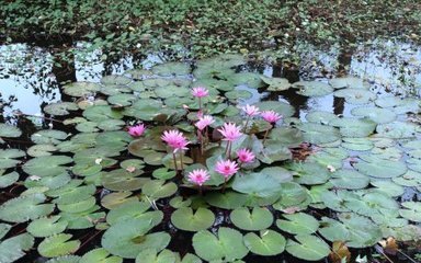 晚莲