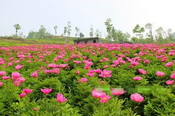 安福道中见牛行陇亩间齕草而不食禾问之皆云