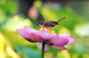 近代吴歌 夏歌