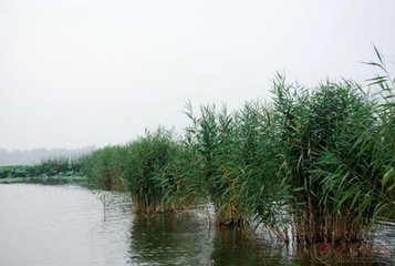 使院栽苇