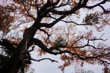 和刘谘议守风诗