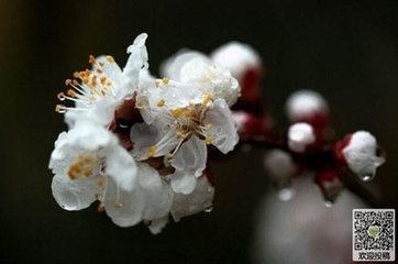 画堂春 雨中杏花
